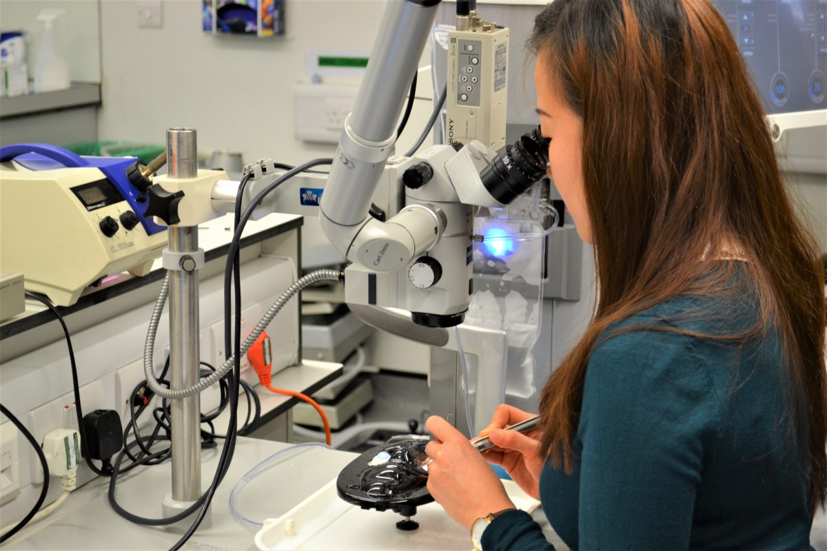 Medical Students & Foundation Doctors The Royal College of